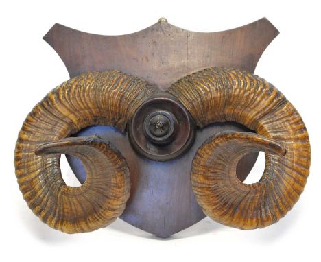 A pair of Ram's horns mounted on turned wooden block with shield-shaped wall bracket.width 43cm (17")Condition report: Good p