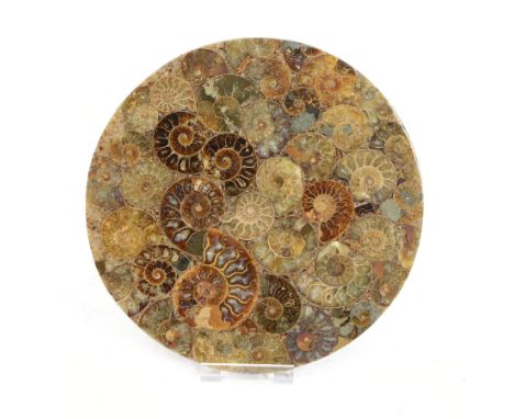 Polished ammonite plate, formed of individual ammonites age; Jurassic period, D20cm