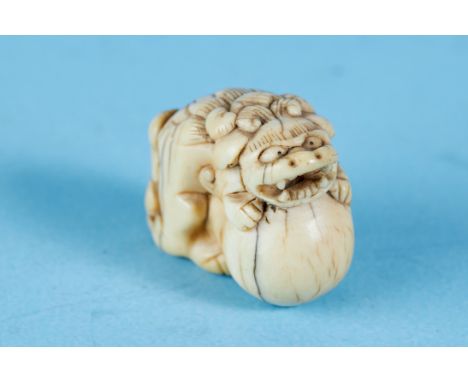 A 19TH CENTURY JAPANESE CARVED IVORY NETSUKE carved as a Shi Shi lion dog with a ball, unsigned, 1 1/2 ins wide. SEE ILLUSTRA