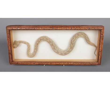 A vintage viper snake specimen, framed in a carved floral wooden museum-style display box. Box size W36 x D15 x H4cm.  In goo
