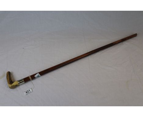 Malacca Walking Stick with one inch Silver Collar and Horn Handle