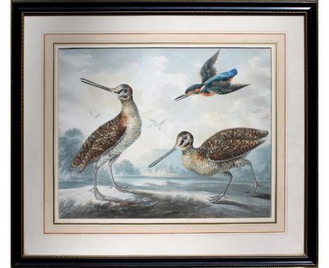 Peter Paillou (British c. 1720-1790)
Pair of snipe and a diving kingfisher. Watercolour over pencil. 34 x 43cm

Provenance So