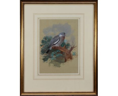 Archibald Thorburn (Scottish 1860-1935)
Wood pigeon. Pencil, watercolour and bodycolour. Signed and dated 1905 lower centre. 