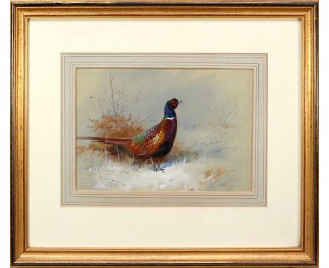 Archibald Thorburn (Scottish 1860-1935)
A cock pheasant. Pencil and watercolour, heightened with bodycolour. Signed and dated