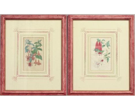 Two hand coloured botanical prints from the Floricultural Cabinet, c.1840 - late 20th century painted frames, 49.5 x 40.5cm o