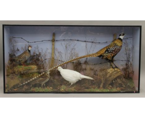 A preserved taxidermy specimen of a Red-Legged Partridge, a Woodcock, and albino Ring-Necked Pheasant and a Reeves Pheasant i