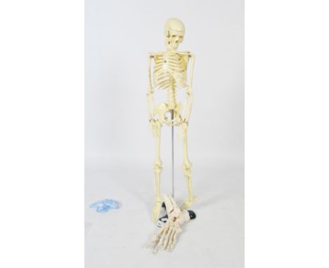 A vintage replica skeleton on stand, 82cm high, together with a reproduction model of a foot with reticulated joints