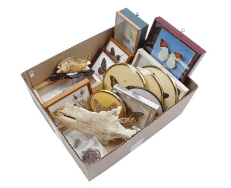 Box with display cases with butterflies, stick insect, zing cicada taxidermy piranha and skeleton of ?