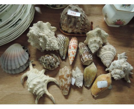 A selection of exotic sea shells natural history bathroom decoration