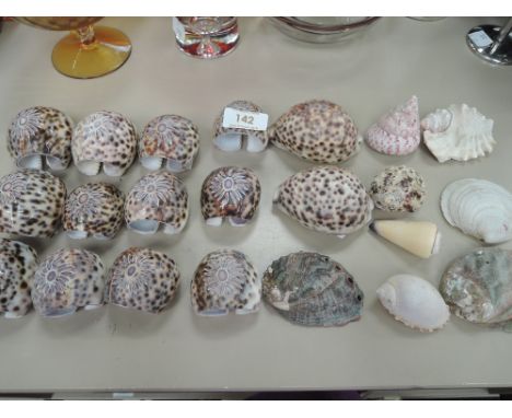 A selection of vintage sea side shells