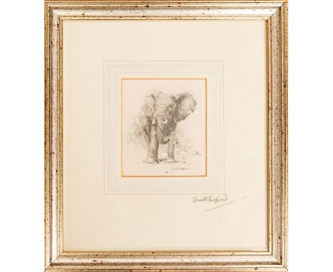 David Shepherd CBE FRSA FGRA (1931-2017) Elephantpencil sketch, 9 x 8cm signed lower right, signed on the mount, framed and g