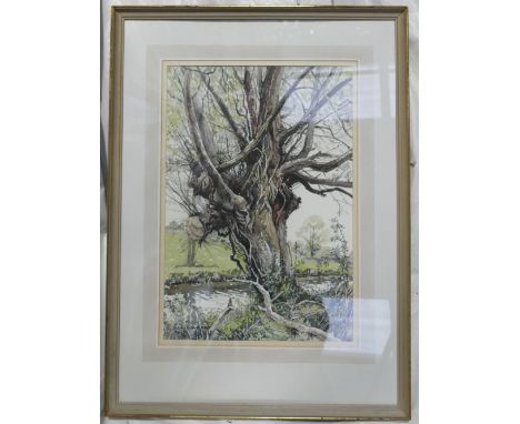Leslie Gilbert 1912-2007 Watercolour: Local artist framed watercolour titled Portrait of a Willow, 55 x 37cm.