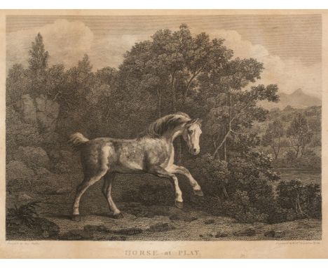 * Stubbs (George, 1724-1806). Horse at Play, 1795, uncoloured engraving by William &amp; Letitia Byrne after George Stubbs, t