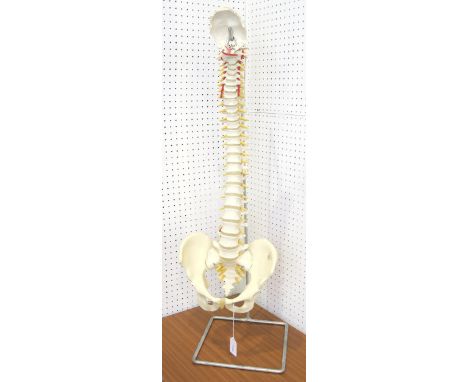 A full-size anatomical model of the human spine by 3B Scientific GmbH, Germany, suspended from a metal bracket measuring appr