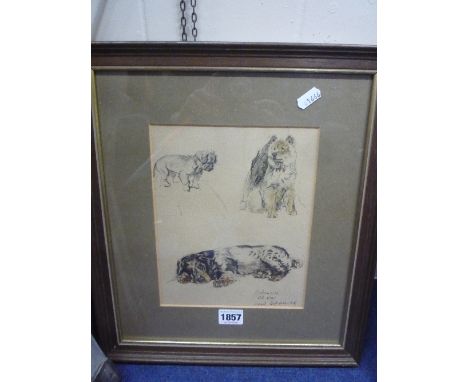 IN THE MANNER OF CECIL ALDIN, Pekenese, Chow and Spaniel, coloured print, 22cm x 18cm