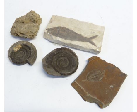 TWO WELL FORMED FOSSILS OF AMMONITE COMMUNIS each approx 3" wide ANOTHER OF TRILOBITE A FISH PATTERN FOSSIL the image later c