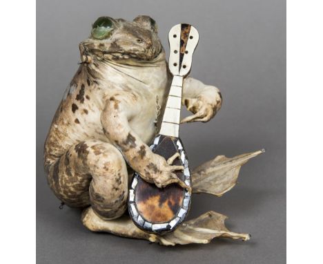 A preserved taxidermy toadModelled seated playing a tortoiseshell veneered mandolin.  13 cm high.   CONDITION REPORTS:  Some 