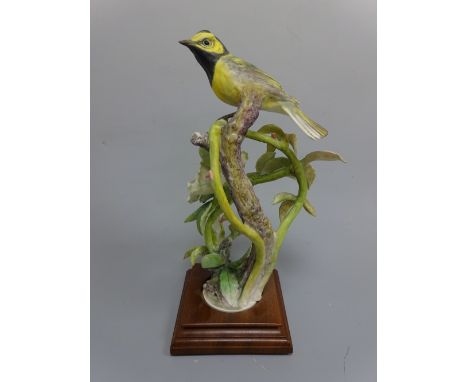 A ROYAL WORCESTER HOODED WARBLER, Wilsonia Citrina with Cherokee Rose by D. Doughty, on stepped wooden plinth, approximately 