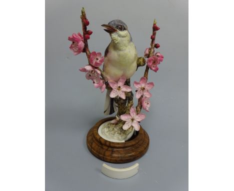 A ROYAL WORCESTER MOCKING-BIRD, Mimus Polyglottis by D. Doughty, on stepped wooden plinth, approximately 27cm high (a/f)