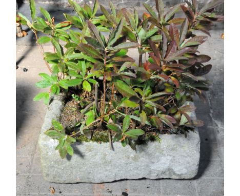 A sandstone trough, with plant.  Height 23 cm, width 57 cm, depth 44 cm.