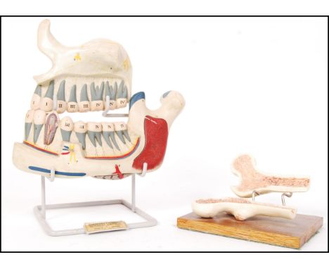 Educational And Scientific Plastics Ltd - A mid 20th Century retro vintage surgical anatomical dentistry model training aid o