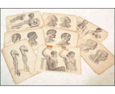 Surgical Anatomy Printed by M&amp;N Hanhart - A collection of 19th Century 30x large coloured lithograph anatomical and surgi
