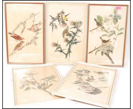 Andubon, John : Collection of five antique coloured engravings ' Drawn From Nature ,' - Engraved, Printed &amp; Coloured by R