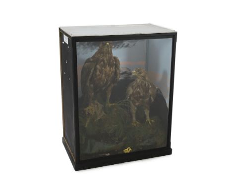 A cased taxidermic pair of golden eagles, in naturalistic setting, ex Walter Potter, Bramber. From the collection of Alistar 