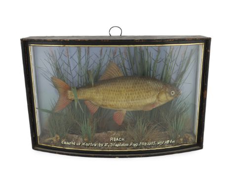 A W.F. Homer taxidermic roach, caught at Marlow by E. Stapleton, Aug 25th 1905, wgt 1lb 4ozs, in bowfront display case, width