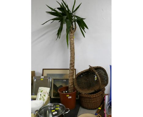 Yucca plant, 120 cm high 