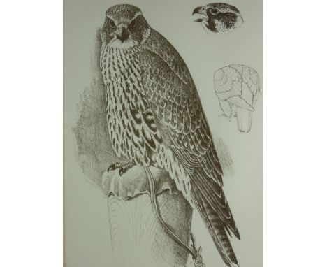 CHARLES FREDERICK TUNNICLIFFE limited edition (11/90) lithograph - a perched peregrine falcon with head and tail side details