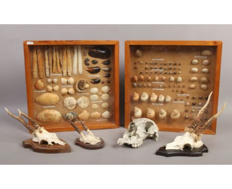 Two cased shell displays, along with three taxidermy roe deer skulls on shield mounts and a sheep skull.