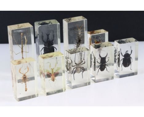 Nine insect specimens set within resin blocks to include stag beetle, stick insect, scorpion, spider etc. 