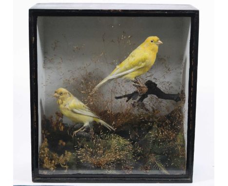 A brace of Victorian taxidermy Canaries (Serinus canaria domestica), mounted in a naturalistic setting of moss and tall grass