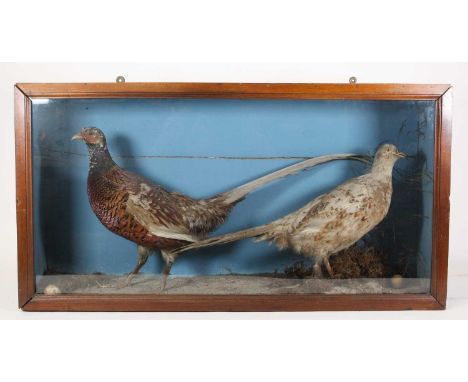 A brace of Victorian taxidermy Leucistic and Common Pheasants (Phasianus colchicus), mounted in a naturalistic setting of mos