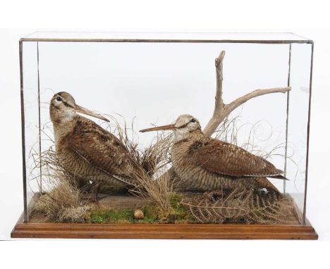 A brace of taxidermy Woodcock (Scalopax rusticola), mounted in a naturalistic setting of moss and tall grasses, within a glaz