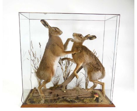 A pair of taxidermy Hare (Lepus timidus), each mounted facing each other on hind legs in boxing pose upon a branch and natura