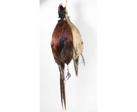 A brace of taxidermy male and female pheasants (Phasianus colchirus), mounted facing each other hung from a piece of string, 