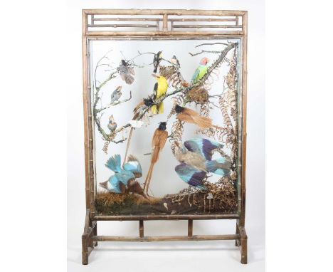 A late Victorian taxidermy diorama of Indian birds to include a Plum-Headed Parakeet, White-Bellied Minivet, Golden Roller, Y