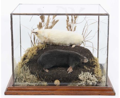 A brace of taxidermy moles (Talpa europaea), one being Albino, mounted on a naturalistic base with moss and grasses, within a
