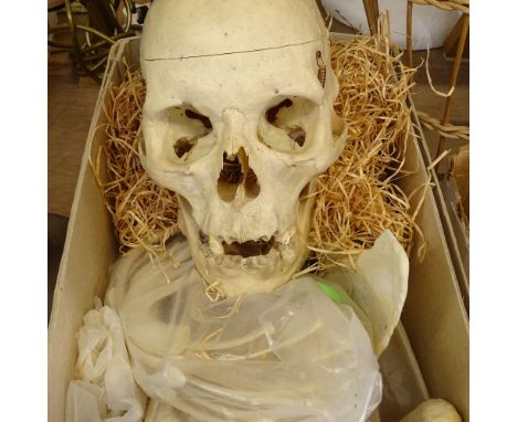An Antique human skull and parts of the skeleton 