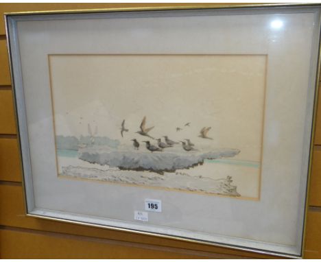 JOHN BUSBY lithograph with added watercolour ornithological study of black-naped &amp; black-noddy terns, 23 x 38cms Conditio