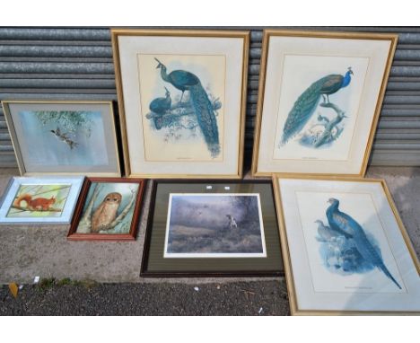 Pictures and Prints - Natural History - Ornithology, a set of three studies of peacocks and wild fowl birds, 53cm x 37cm, fra