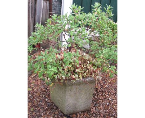 Reconstituted stone octagonal planter, complete with plant, approx 43cm x 48cm 