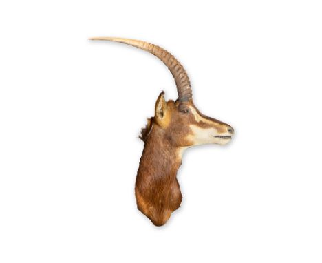 hunting trophy : a big head of a chamoisJachttrofee : grote opgezette kop van een gems  -  hoogte : ca 115 cm 