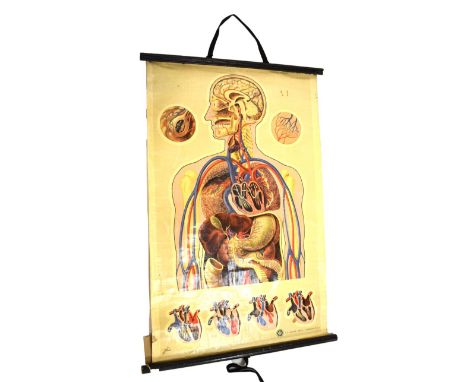 Vintage St John Ambulance anatomical wall chart after J. Teck, 88cm x 61cm Condition: This chart has been rolled and over a n