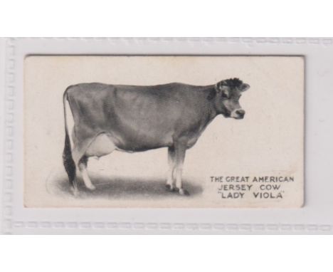 Cigarette card, Taddy, Famous Cattle and Horses, type card, no 1, Jersey cow, Lady Viola (gd/vg) (1)