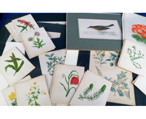 Antique and Vintage Prints, 24 prints featuring plants and animals all mounted together with 110+ coloured plates taken from 