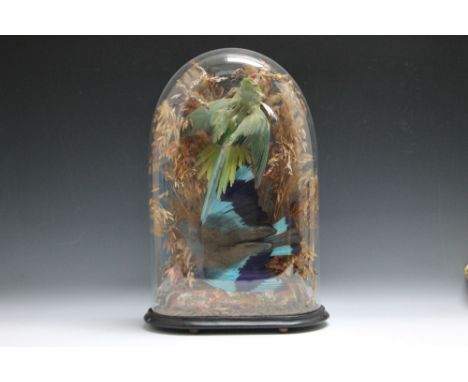 TAXIDERMY - ROLLER BIRD (CORACIIDAE), together with a green parrot / parakeet,  full mount of two specimens, in a naturalisti