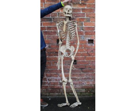 A FULL SIZE MAINLY COMPLETE VINTAGE BONE SKELETON FROM THE STUDIO OF ARTIST JOHN SERGEANT (1937 - 2010), approximate H 161 cm
